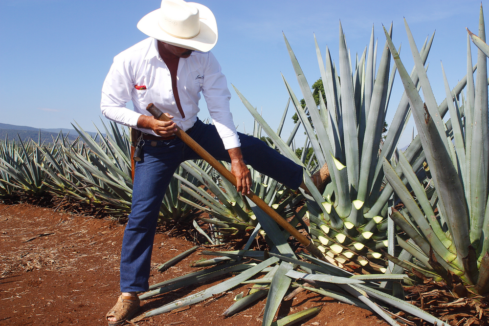 jimadores-agave-harvestors