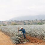 how-tequila-is-made